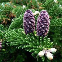 Ялиця корейська Аурея (Abies koreana Aurea) 3 річна в 3 л контейнерах