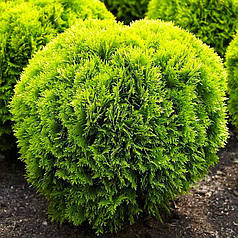 Туя західна Міріам (Mirjam) саджанець в горщику 1.5 л