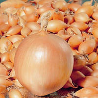 Цибуля сіянка і часник 