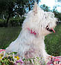 Елегантний шкіряний нашийник для собак з яскравою трояндою (Колір блакитний). Розмір S., фото 3