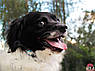Ошатний нашийник з шкіри для собак (Розмір М, синій), фото 5