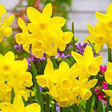 Нарцис Sunlight-Sensation 12/14, фото 1