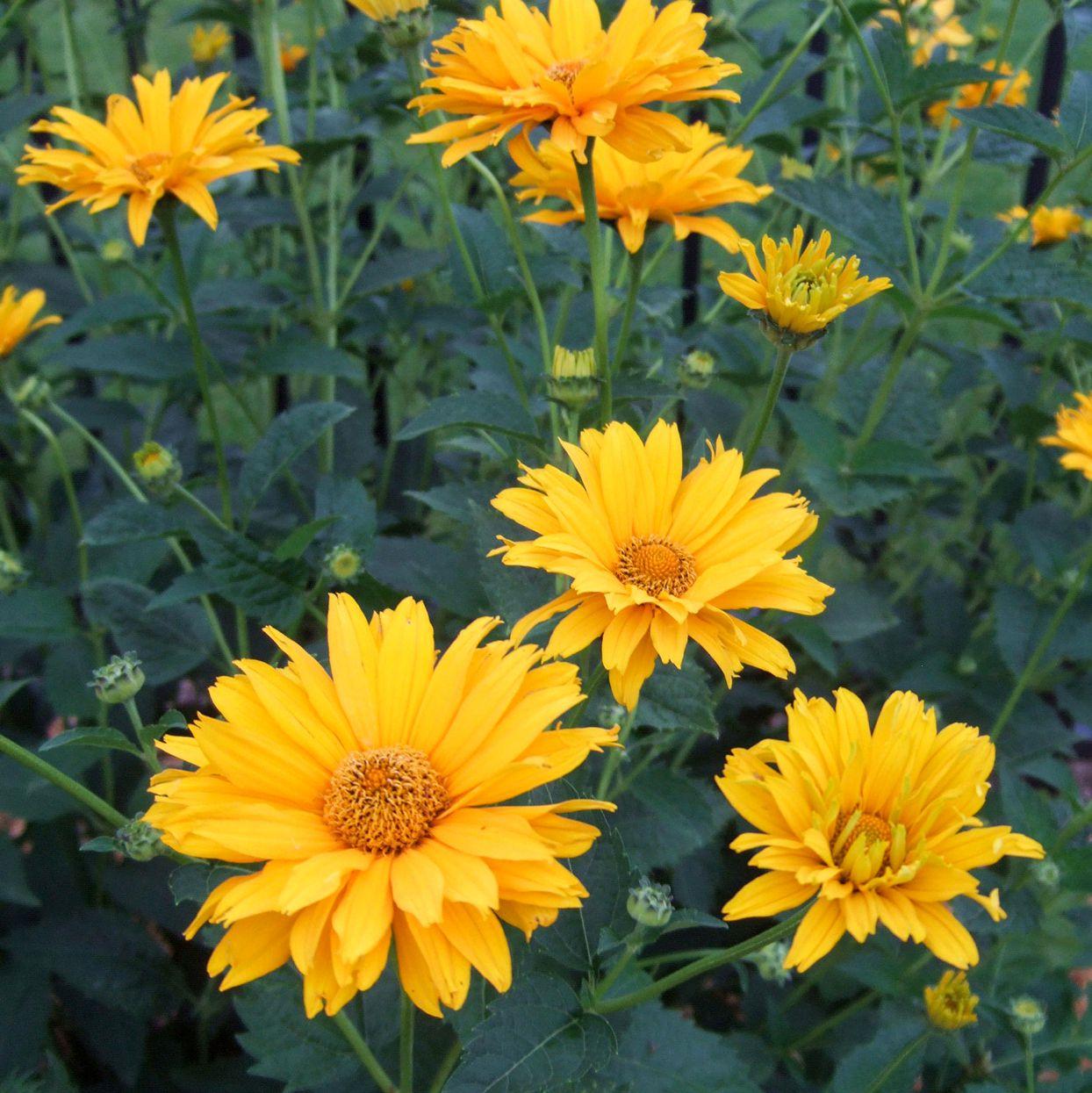 Саджанці Геліопсису шосткуватого (Heliopsis helianthoides) P9