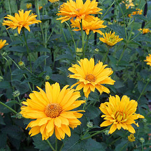 Саджанці Геліопсису шосткуватого (Heliopsis helianthoides) P9