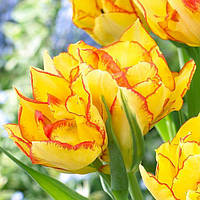 Тюльпан Махровый + Многоцветковый Aquilla 3 луковицы