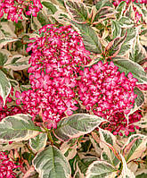 Гортензия пильчатая Эйфория Пинк \ Hydrangea serr. Euphoria® 'pink ( саженцы 4 года С10л ) Новинка 2023