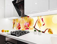 Наклейка на кухонный фартук 60 х 250 см, фотопечать с защитной ламинацией Орхидеи желтые (БП-s_fl203-1)
