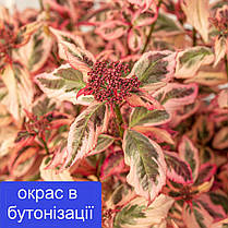 Гортензія пільчата Ейфорія Пінк \ Hydrangea serr. Euphoria® 'pink ( саджанці 4 роки С10л ) Новинка 2023, фото 3