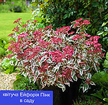 Гортензія пільчата Ейфорія Пінк \ Hydrangea serr. Euphoria® 'pink ( саджанці 4 роки С10л ) Новинка 2023, фото 3