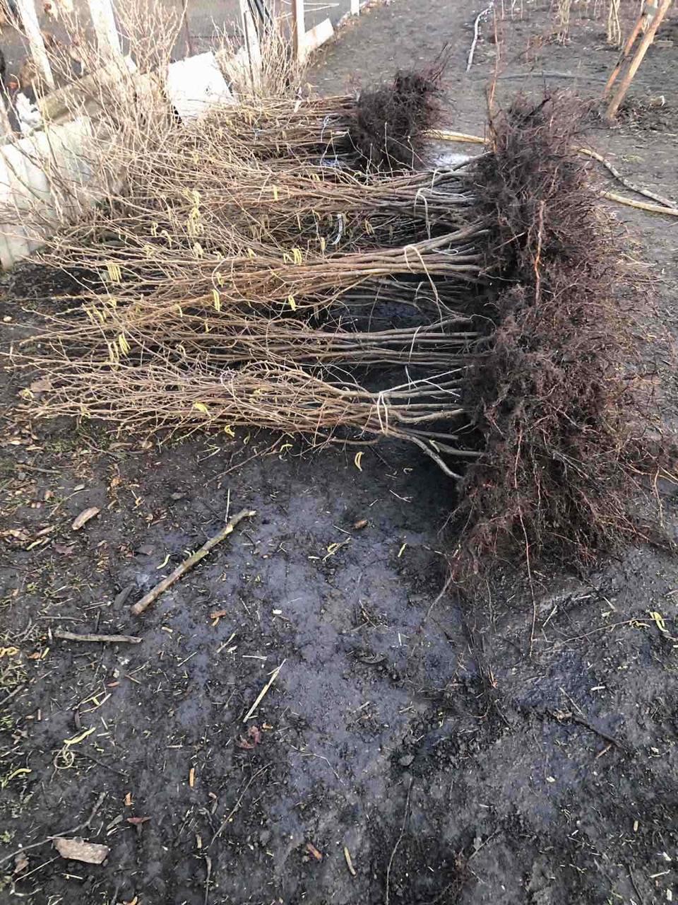 Саджанці фундука сорт Каталонський (вегетативні відводки одно річні) - фото 6 - id-p1949863789