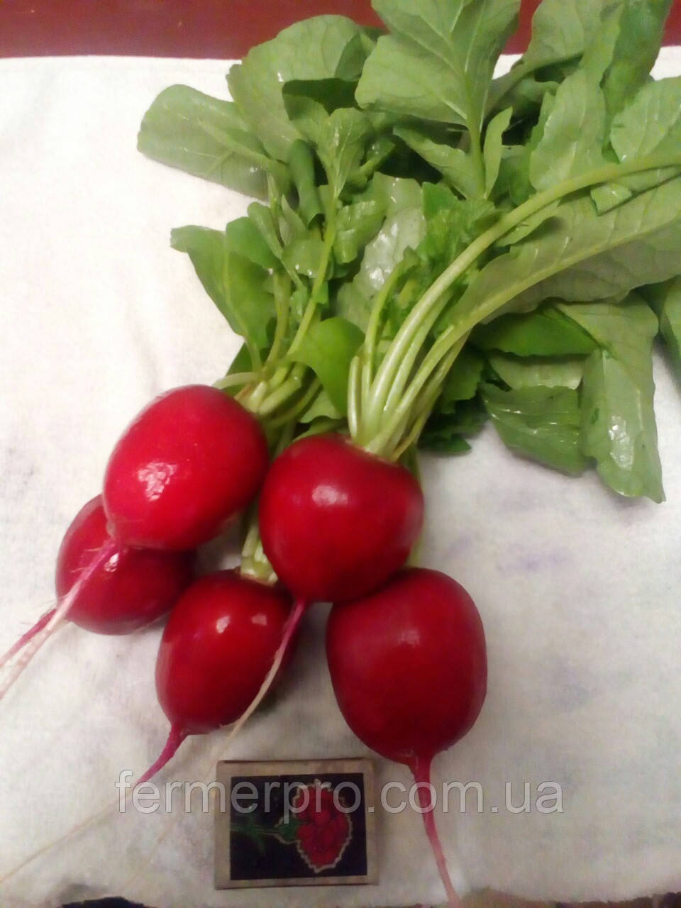 Насіння редиску Монріал (2,75 — 3,0 мм) 25000 насіння Rijk Zwaan, фото 1