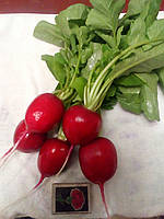 Насіння редиску Монріал (2,75 — 3,0 мм) 25000 насіння Rijk Zwaan