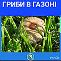 Цікаво,  ЯКІ саме  ДОБРИВА ПРИЗВОДЯТЬ ДО появи ГРИБІВ В ГАЗОНІ?