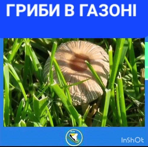Цікаво, ЯКІ саме ДОБРИВА ПРИЗВОДЯТЬ ДО появи ГРИБІВ В ГАЗОНІ?