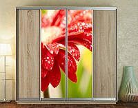 Наклейка для шкафа-купе 220 х 60 см на 2 двери цветок с каплями (БП_а_fl10610)