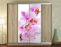Наклейка на шкаф-купе 220 х 60 см на 2 двери орхидеи (БП_а_fl12883)