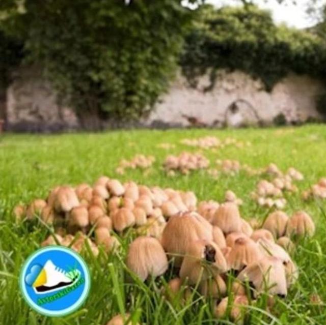 гриби в зазоні