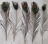 Пір'я павича Павлине Око Натуральне перо 36-47см, фото 7