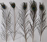 Пір'я павича Павлине Око Натуральне перо 36-47см, фото 8