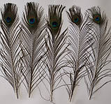 Пір'я павича Павлине Око Натуральне перо 36-47см, фото 6