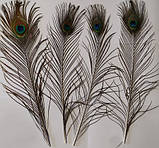 Пір'я павича Павлине Око Натуральне перо 36-47см, фото 3
