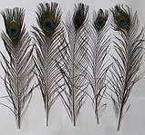 Пір'я павича Павлине Око Натуральне перо 36-47см, фото 2