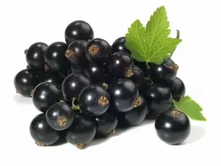 СМОРОДИНА ЧОРНА