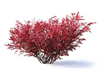 ДЕКОРАТИВНІ КУСТАРНИКИ