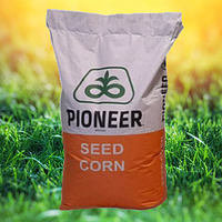 Семена кукурузы ДА Сонка (Pioneer) ФАО - 350