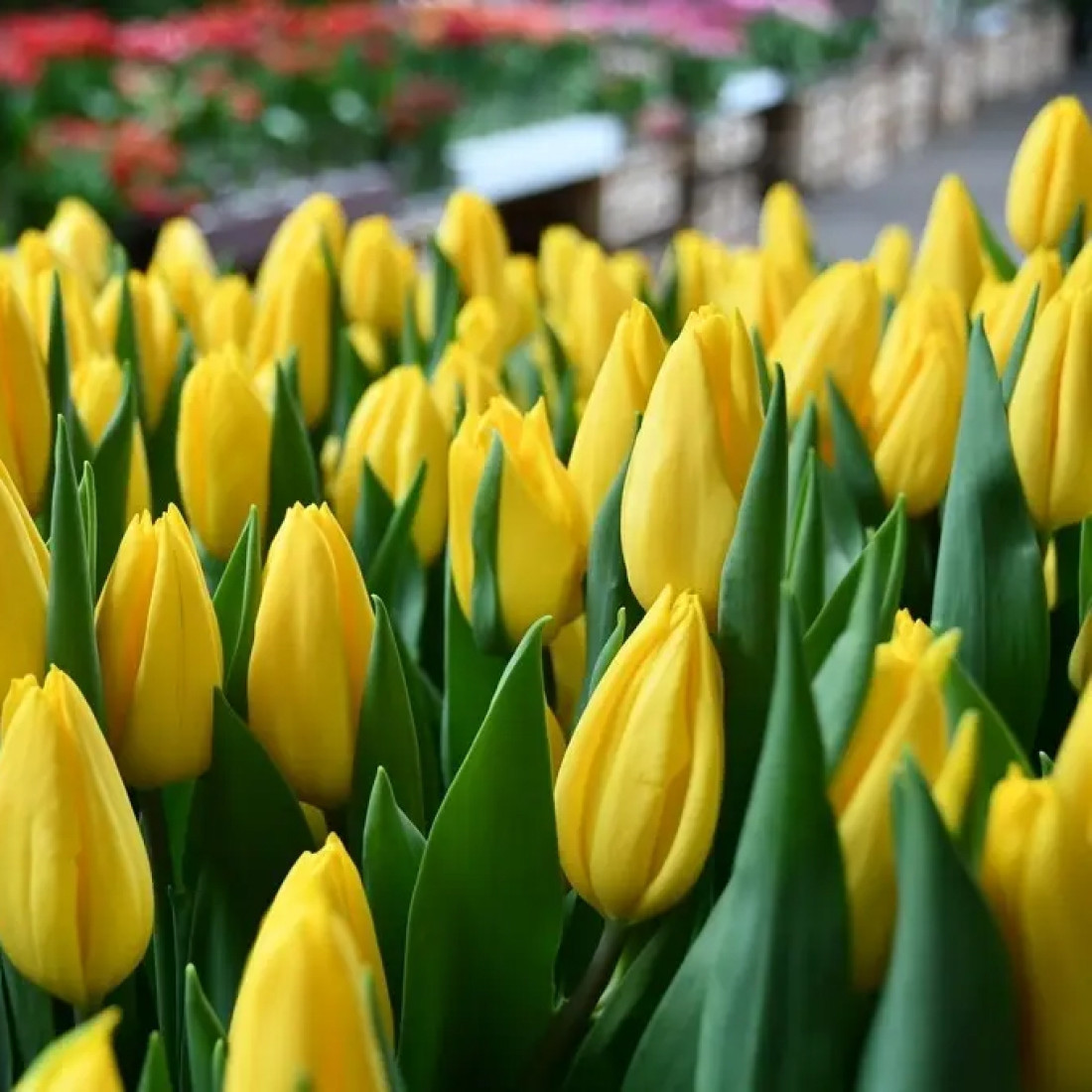 Тюльпан тріумф Strong Gold 12+, фото 1