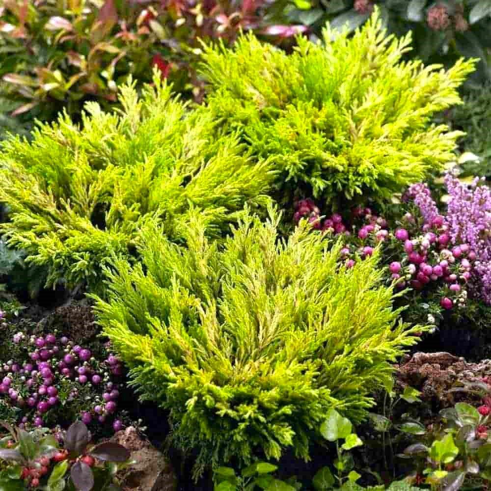 Ялівець горизонтальний Лайм Глоу (Lime Glow), ЗКС в горщиках 1.0 л