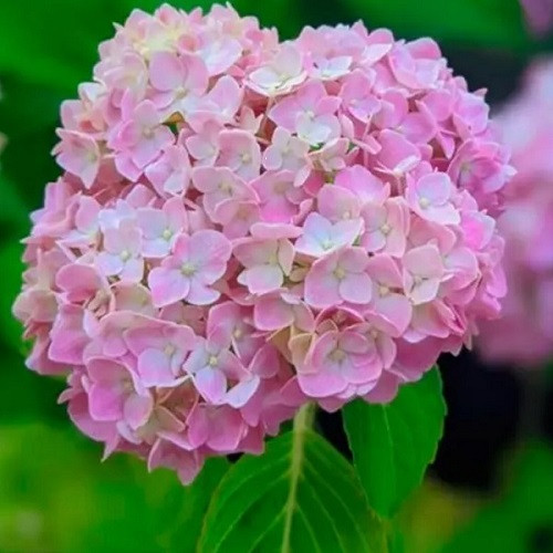 Гортензія крупнолиста Сілкі Пінк (Silki Pink 23) контейнер 0,5л