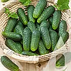 Огірок Аякс F1 Nunhems/Нідерланди 20 шт, фото 4