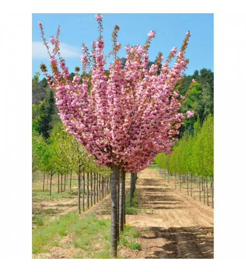 Сакура шаровидна Роял Бургунді, фото 1