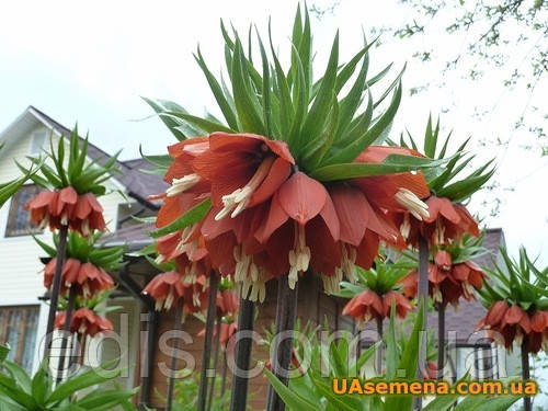 Рябчик імператорський Rubra (фрітіларія Царська корона Рубра) 1 цибулина 18/20 (велика)