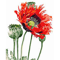Картина по номерам Strateg Премиум Маковый цветок размером 40х50 см (GS070) GL, код: 8118289