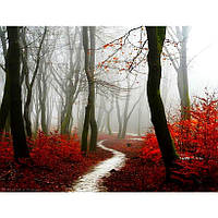 Картина за номерами 40x50 см DIY Ліс восени (FRA 73482)