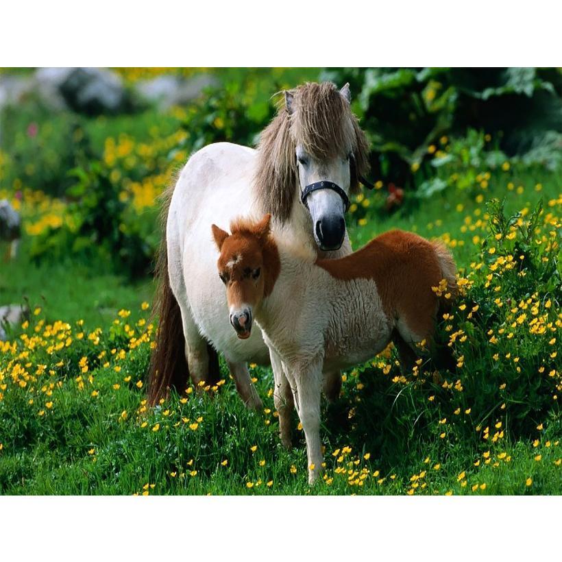 Картина за номерами 40x50 см DIY Лоша Поні (FRA 73473), фото 1