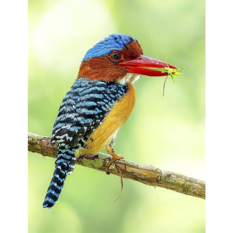 Картина за номерами 40x50 см DIY Малахітовий рибалочок (FRA 73491), фото 1