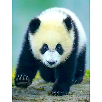 Картина за номерами 40x50 см DIY Панда (FRA 73512)