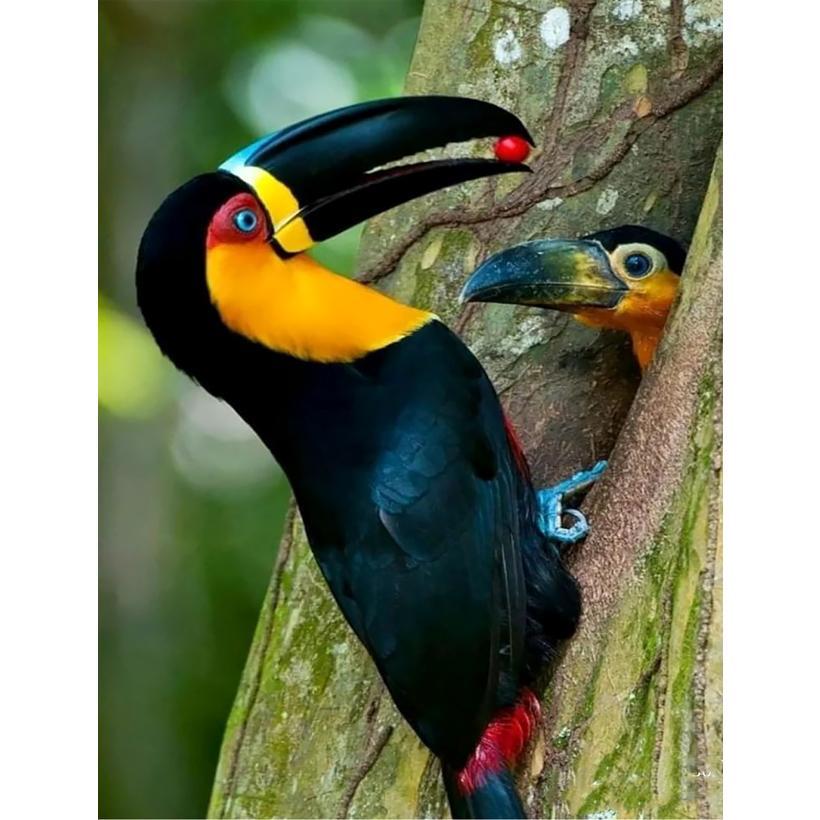 Картина за номерами 40x50 см DIY Тукан (FRA 73517), фото 1