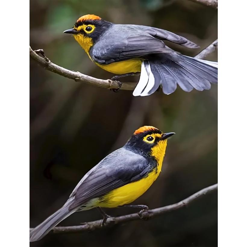 Картина за номерами 40x50 см DIY Жовтечка (FRA 73554), фото 1