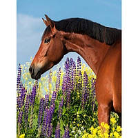 Картина за номерами 40x50 см DIY Кінь у квітковому полі (FRA 73589)