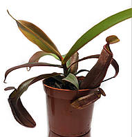 Непентес Сангвинея Растение хищник AlienPlants Nepenthes Sanguinea Plants (SUN007CP) TP, код: 1267931