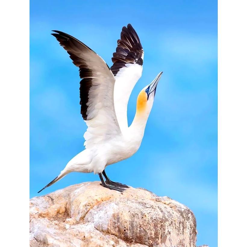 Картина за номерами 40x50 см DIY Північна олуша (FRA 73578), фото 1