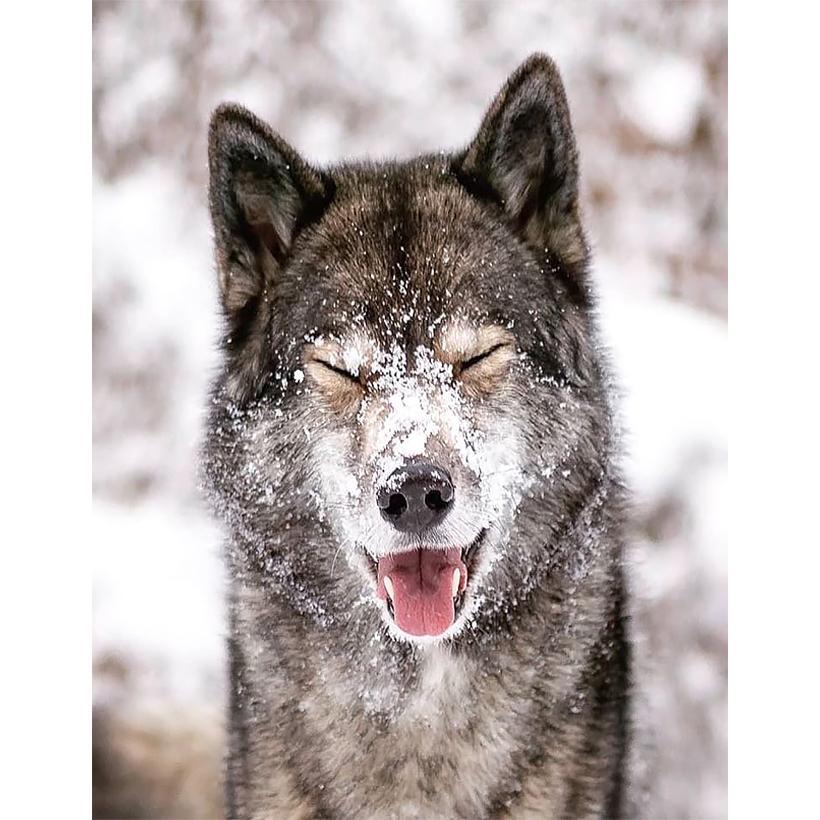 Картина за номерами 40x50 см DIY Вовк у снігу (FRA 73603), фото 1