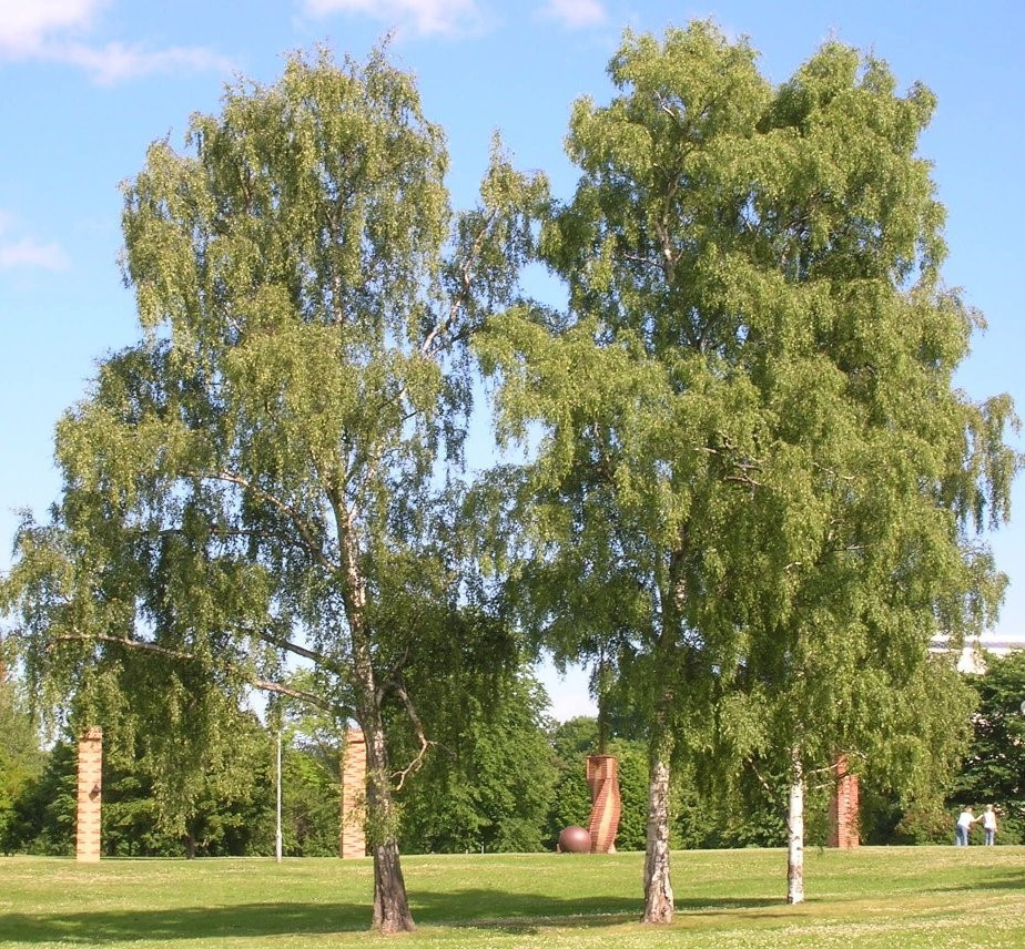 Виноград прибережний