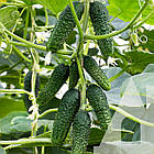 Насіння Огірок Пучіні F1 самозапильний 10 шт, фото 2