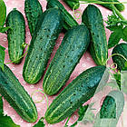 Насіння огірка Регал F1 Садиба центр 50 шт, фото 2