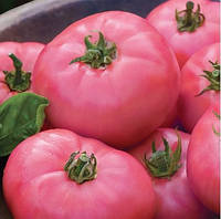 Семена томата "от Лазаревых" Микадо розовый 15 семян